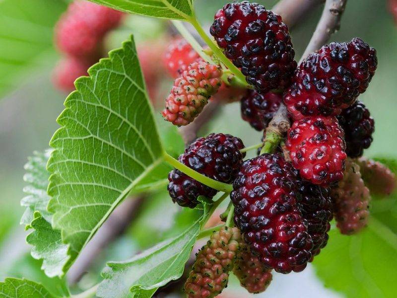 Шелковица купить саженцы из питомнике в Заринске