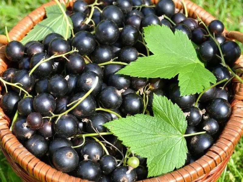Смородина купить саженцы из питомника в Заринске