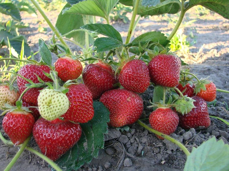 Клубника купить саженцы из питомника в Заринске