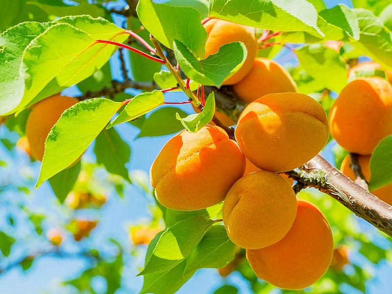Абрикос купить саженцы из питомнике в Заринске