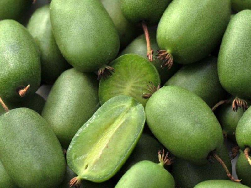 Актинидия купить саженцы из питомнике в Заринске