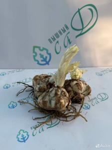 Лилия "РОЗЕЛЛИ АННУШКА" 3 штуки (размер 18/20)