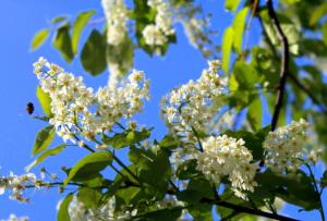 Черемуха Душистая