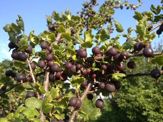 ЙОШТА