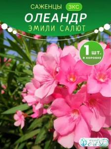 Олеандр Эмили Салют саженец ЗКС
